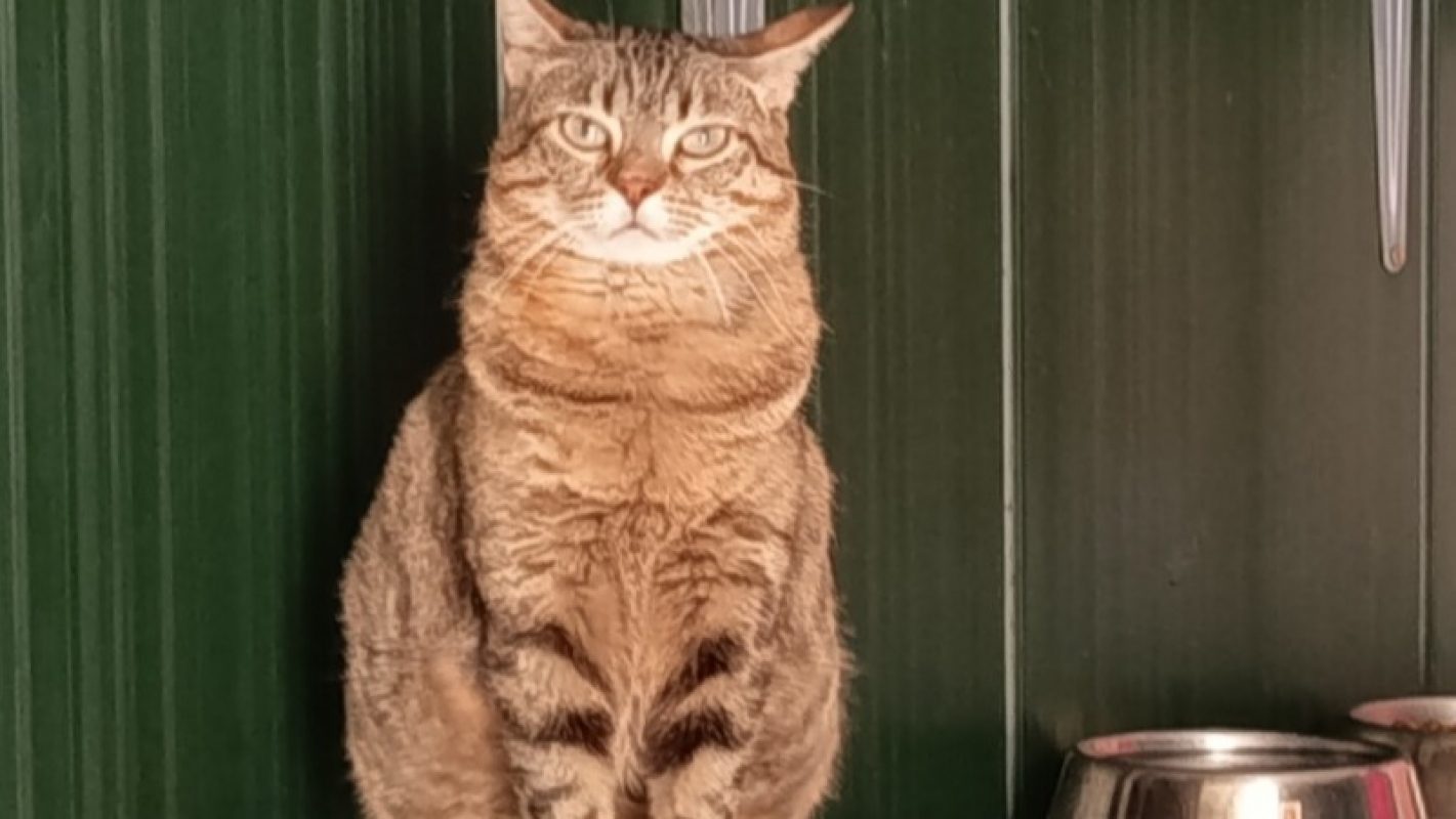 Anguille - Chat Européen à adopter - photo 3
