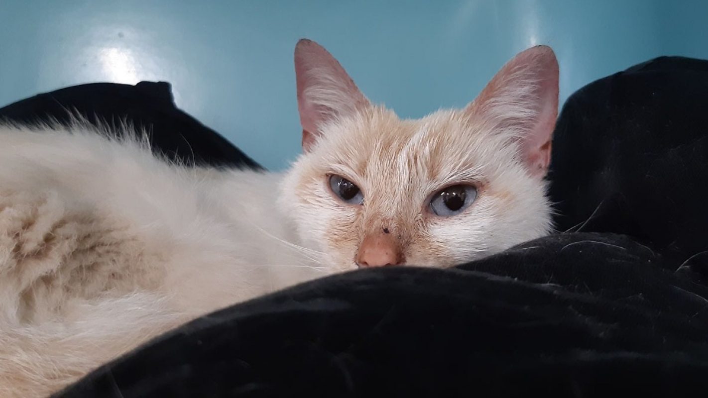 Epine - Chat Européen à adopter