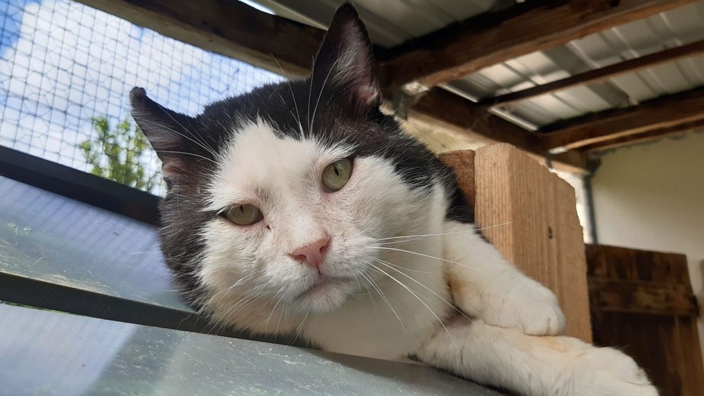 Jackpot - Chat Européen à adopter - photo 4