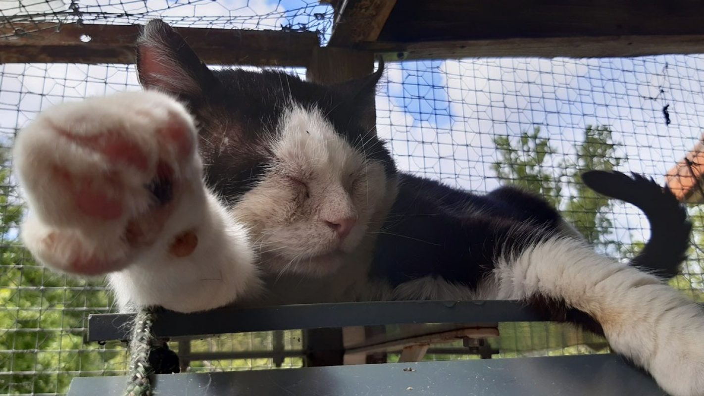 Jackpot - Chat Européen à adopter - photo 5