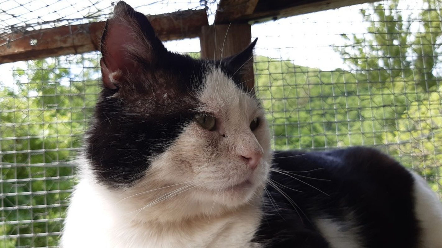 Jackpot - Chat Européen à adopter - photo 6