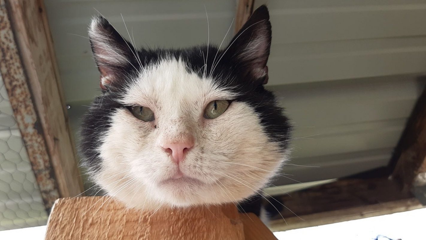 Jackpot - Chat Européen à adopter - photo 7