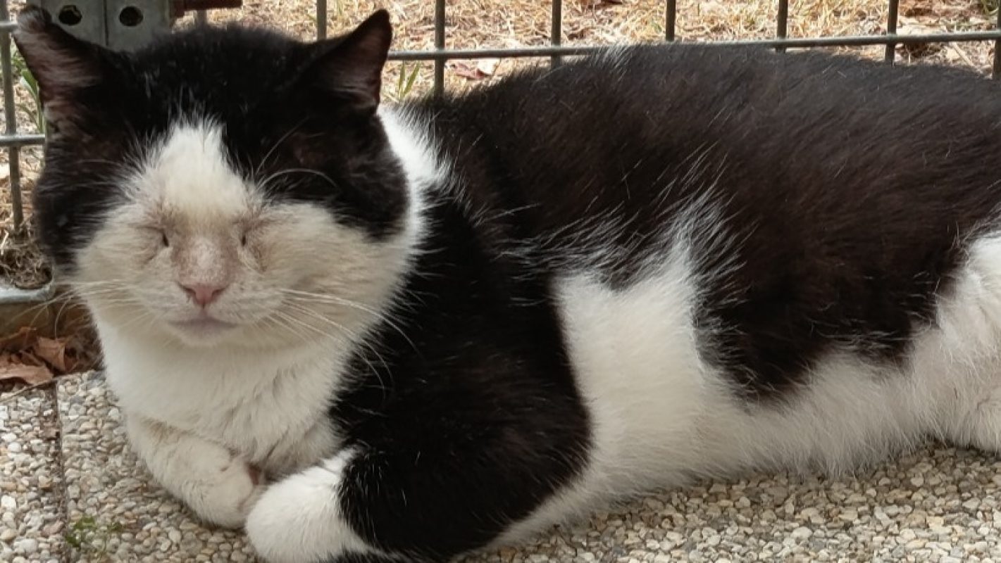 Jackpot - Chat Européen à adopter - photo 8