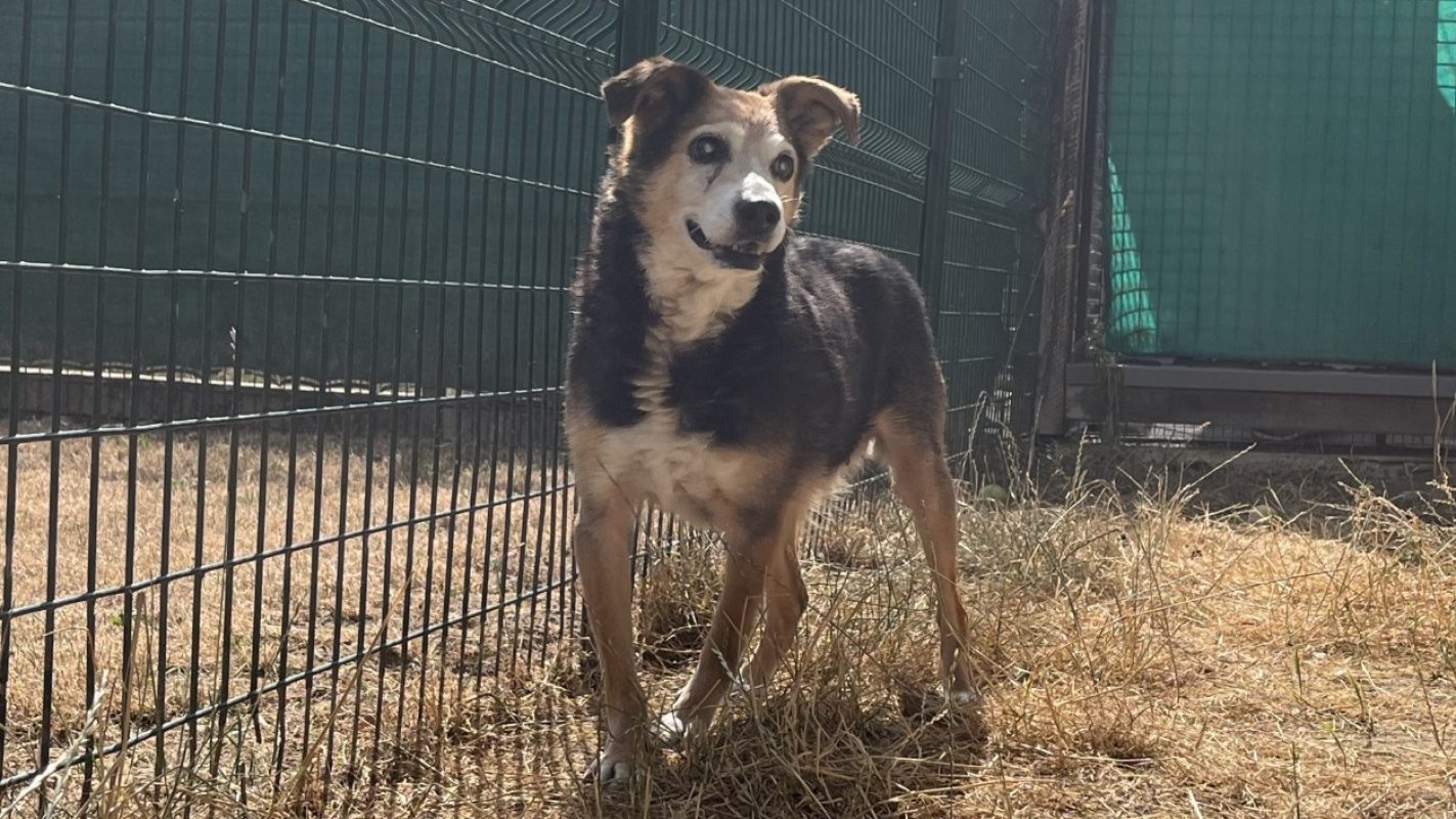 Rosi - Chien Berger à adopter - photo 4