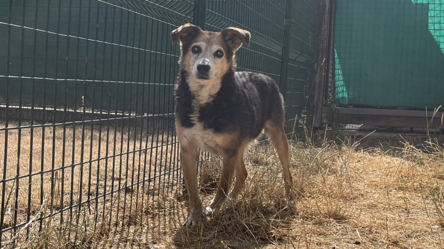 Rosi - Chien Berger à adopter - photo 5