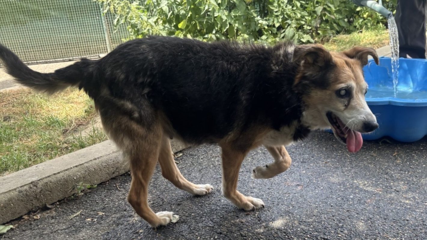 Rosi - Chien Berger à adopter - photo 6