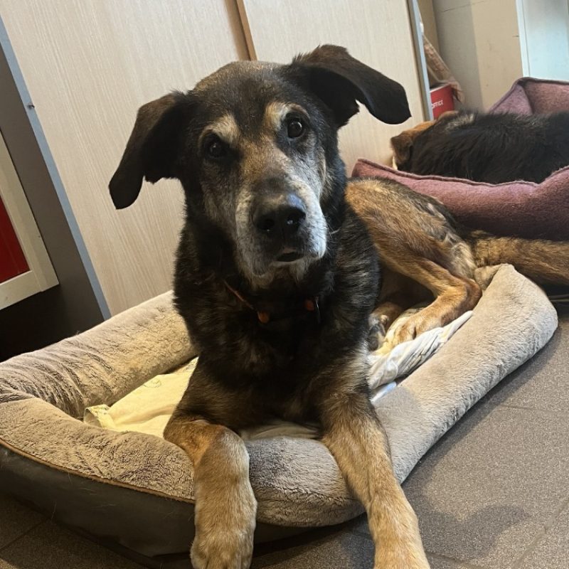 Dani - Chien Berger à adopter