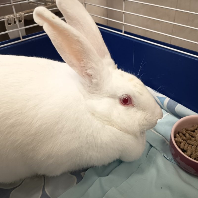Una - Rongeur Lapin à adopter