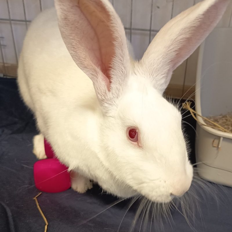 Quatra - Rongeur Lapin à adopter