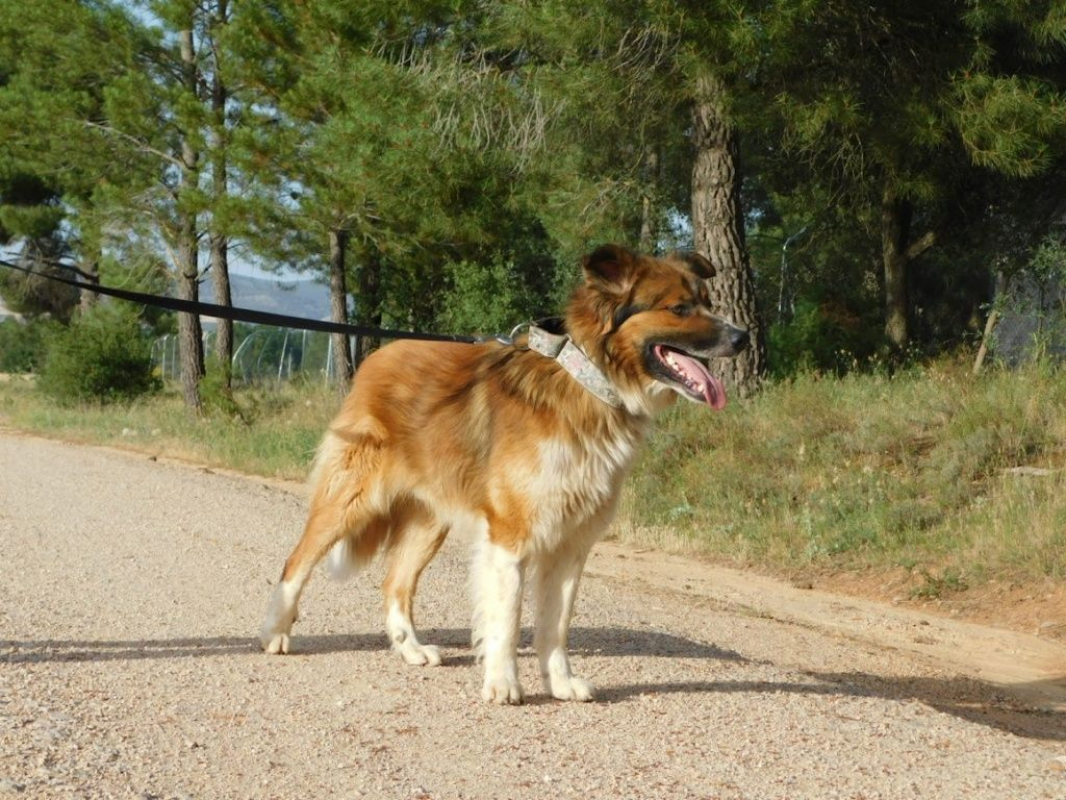 Photo #3 de PINGO