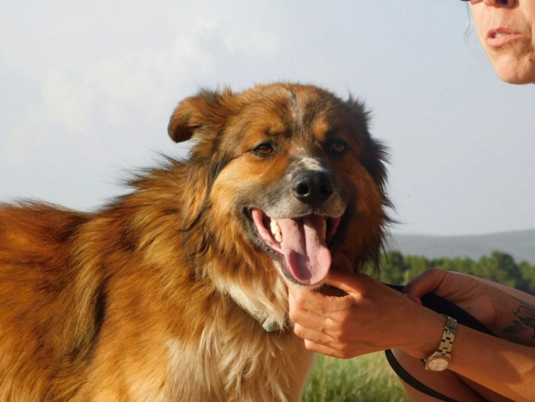 Photo #6 de PINGO