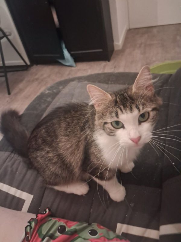 DUCHESSE - Chat à adopter - photo 2