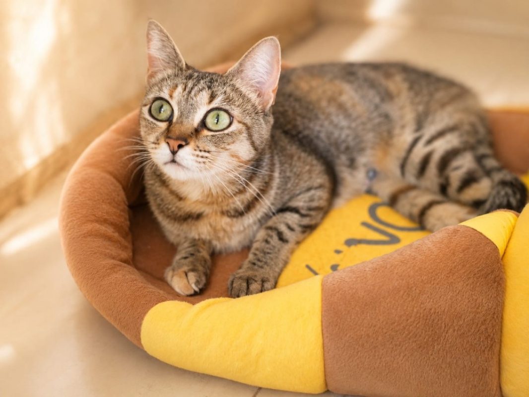 Misty - Chat Européen à adopter