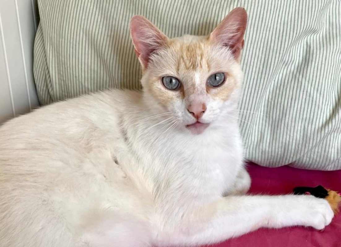Haru - Chat Européen à adopter