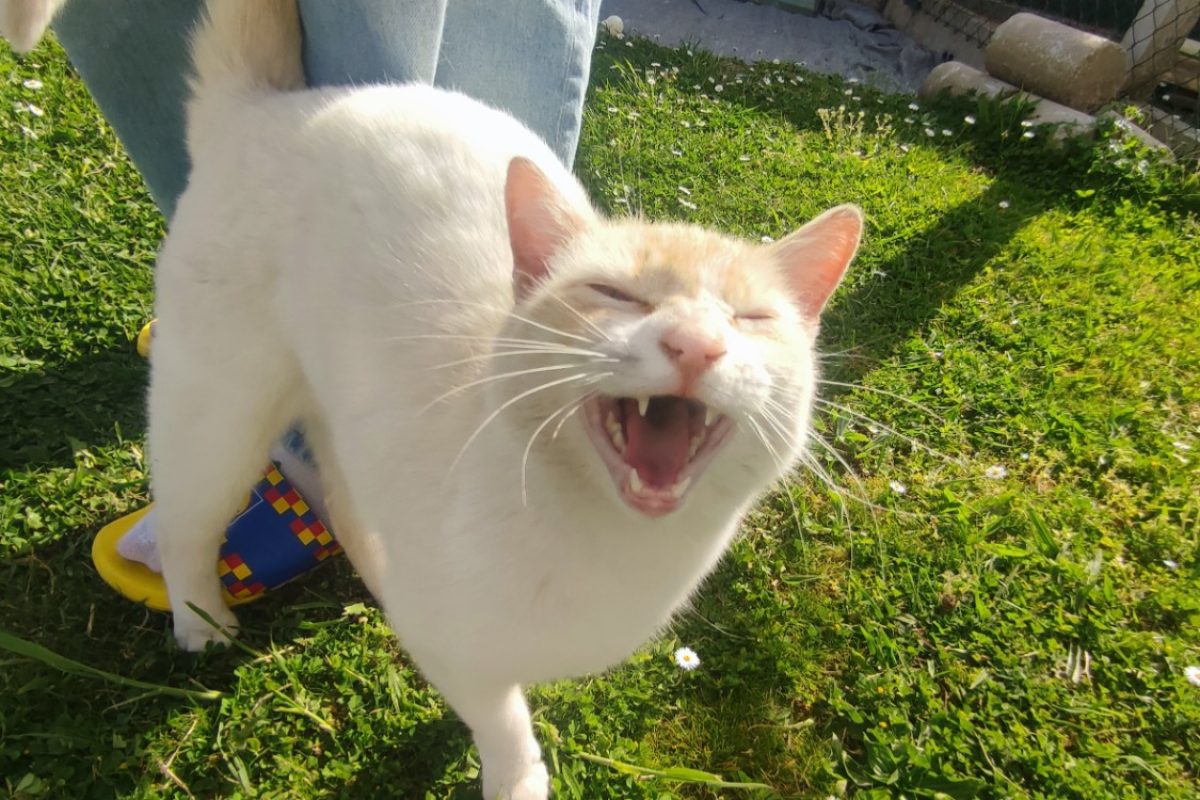 Haru - Chat Européen à adopter - photo 2