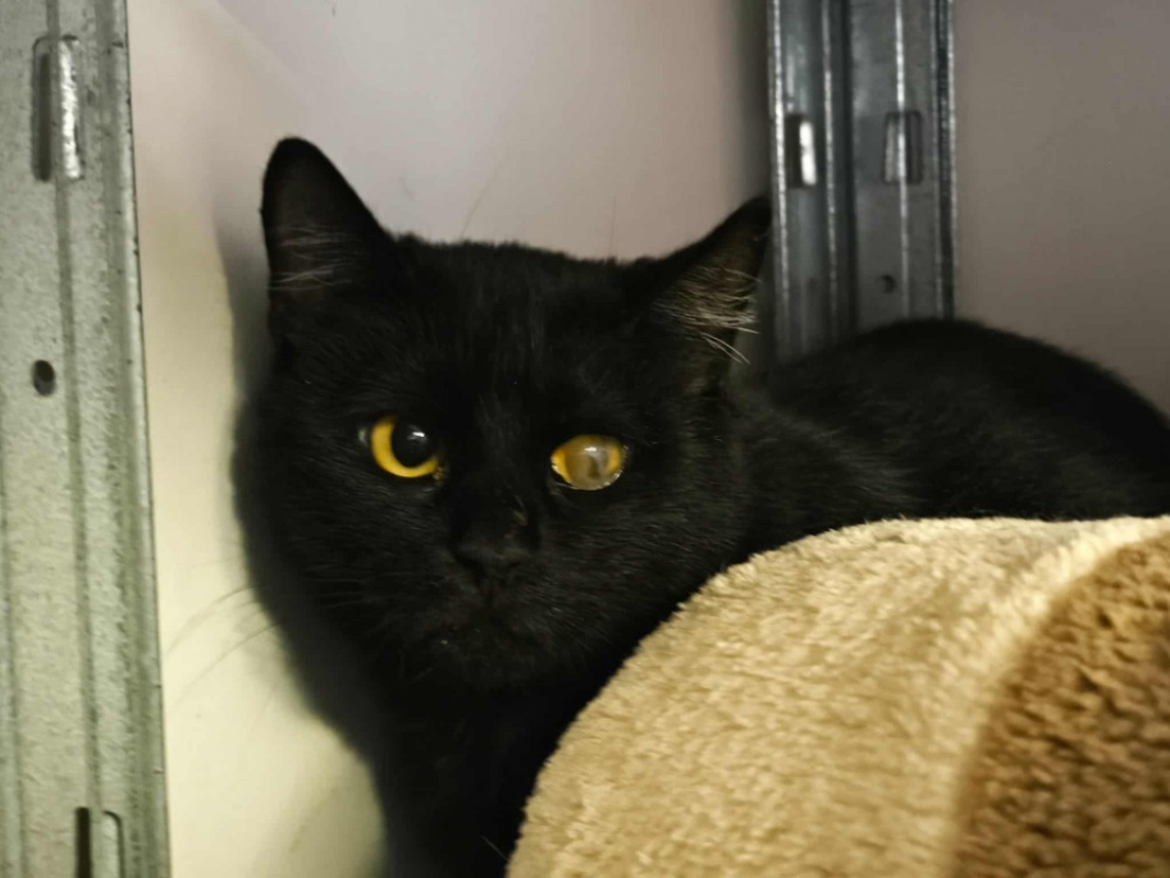 Arlequine - Chat Européen à adopter