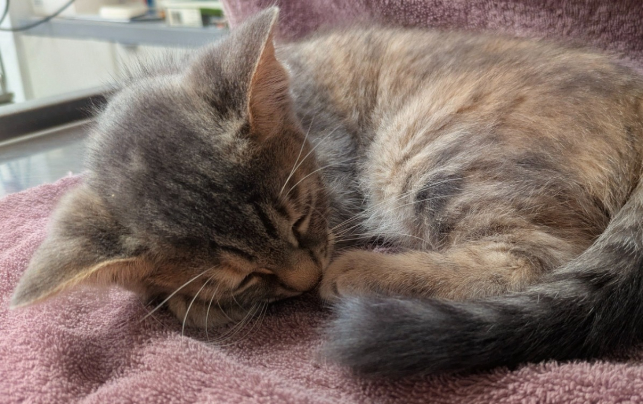 Photo de Noisette