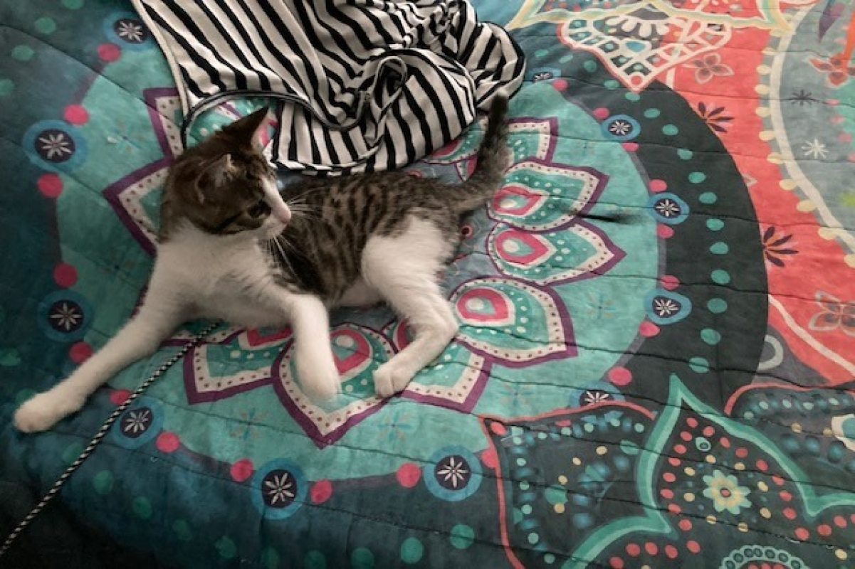Photo de Ziva