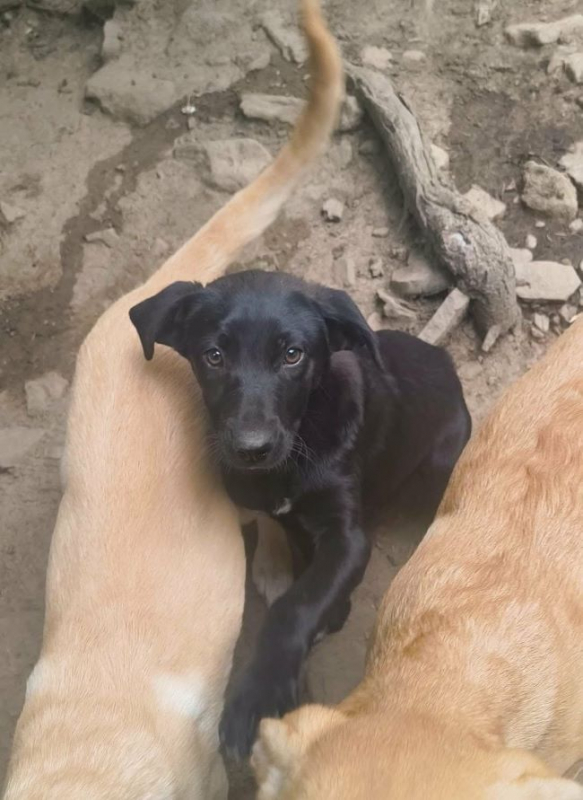 Photo #4 de Zena