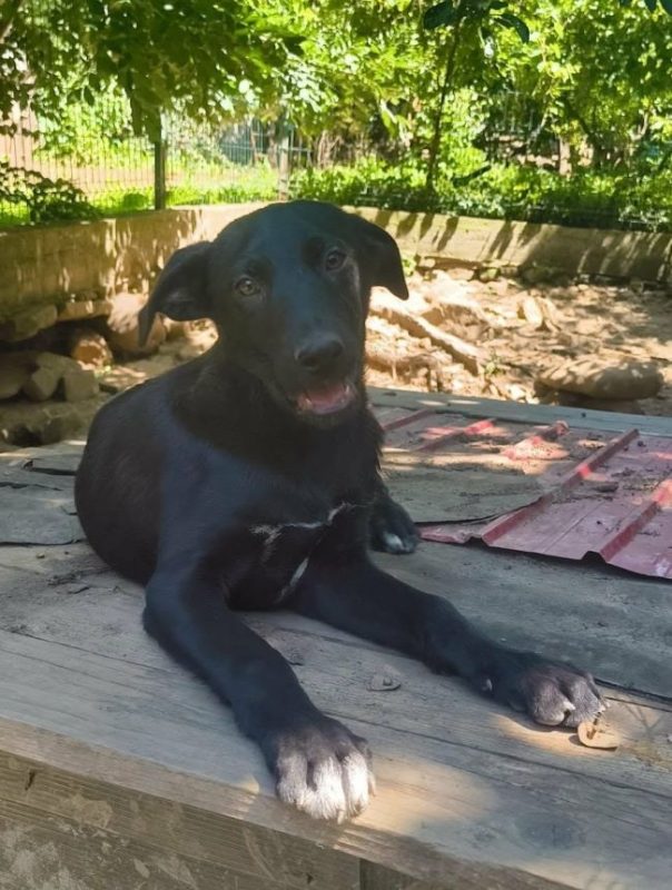 Zena - Chien à adopter - photo 8