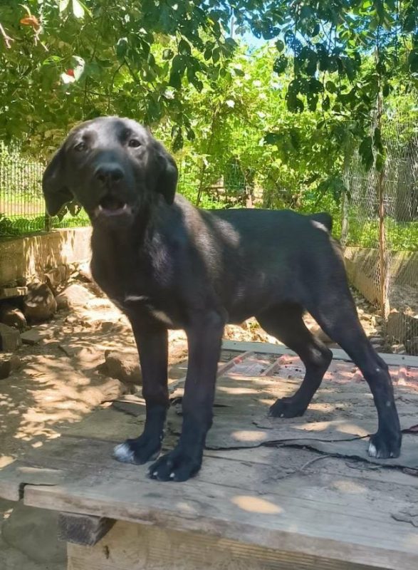 Zena - Chien à adopter - photo 6