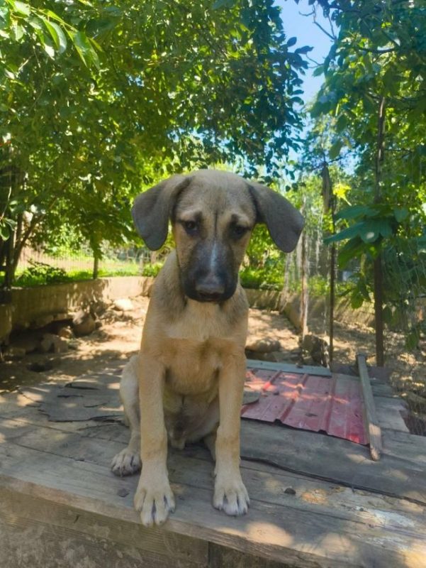 Zoltan - Chien à adopter - photo 5