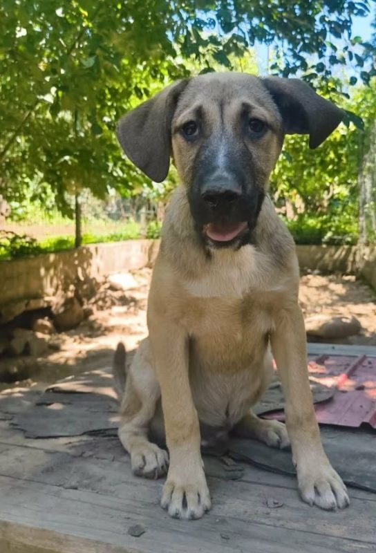Zoltan - Chien à adopter - photo 8