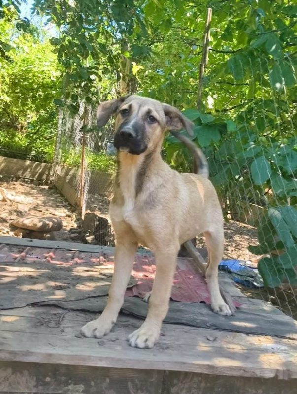 Zoltan - Chien à adopter - photo 6