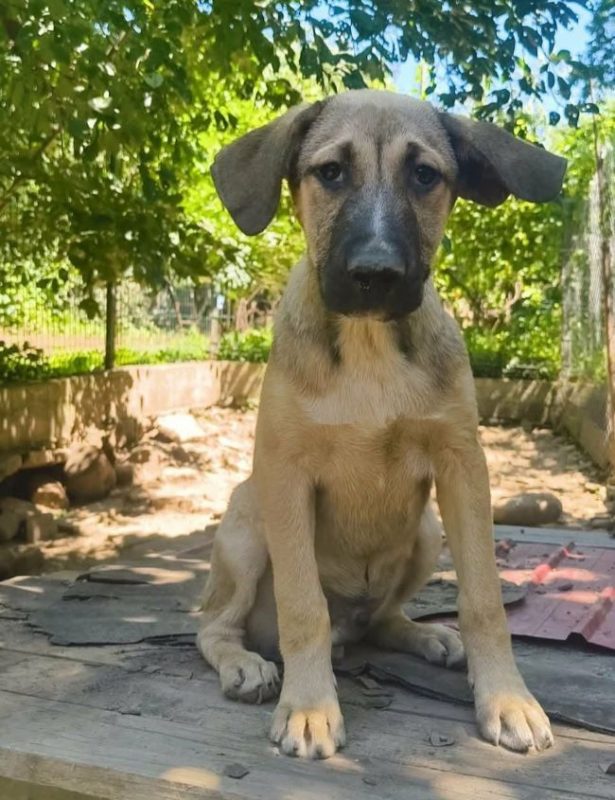 Zoltan - Chien à adopter - photo 7