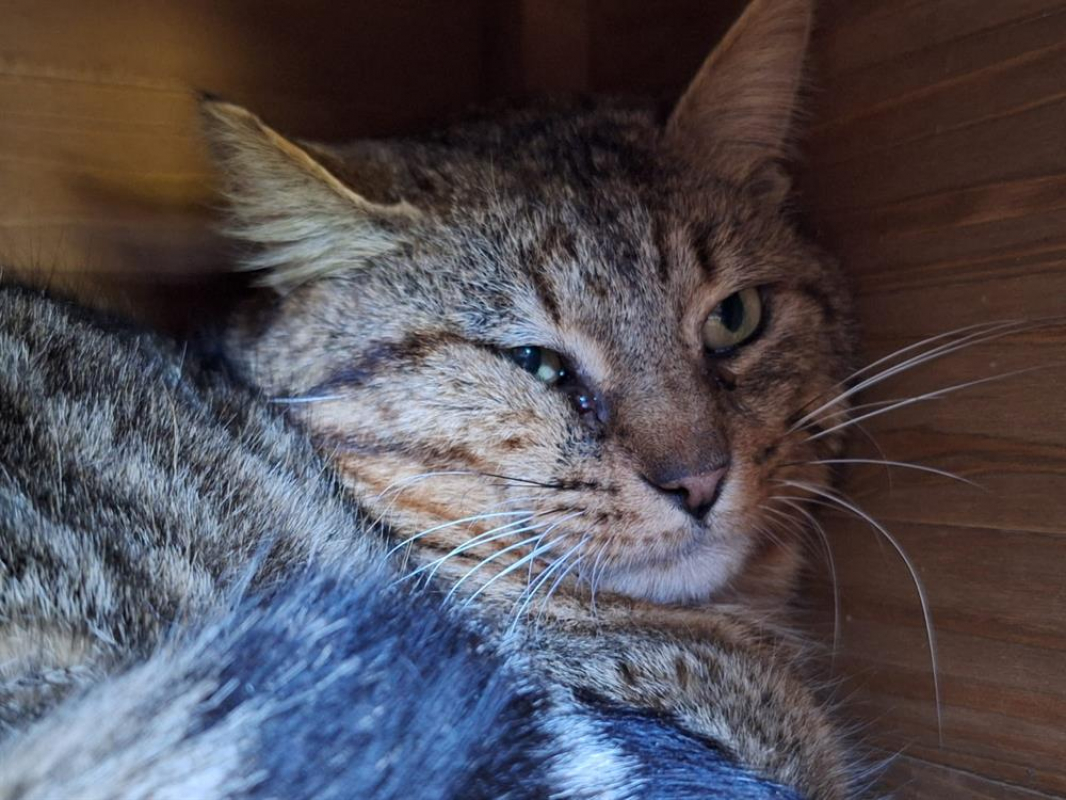 Photo #2 de Patachon