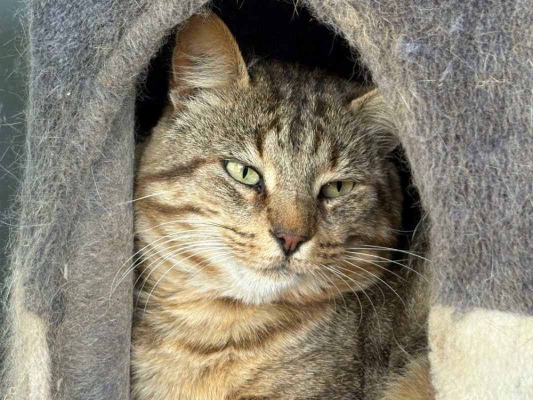 Photo #3 de Patachon