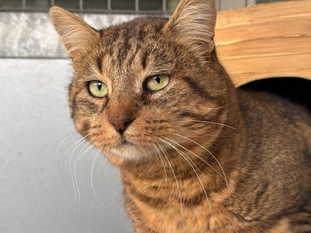 Photo #1 de Patachon