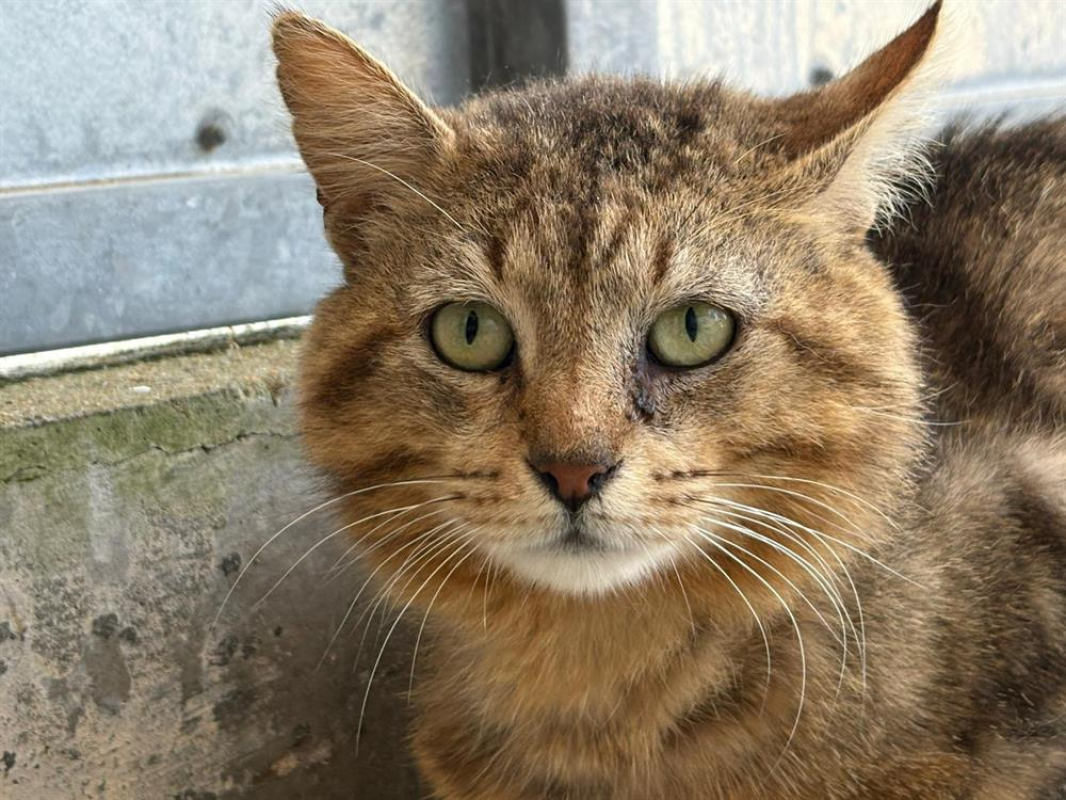 Photo #2 de Patachon