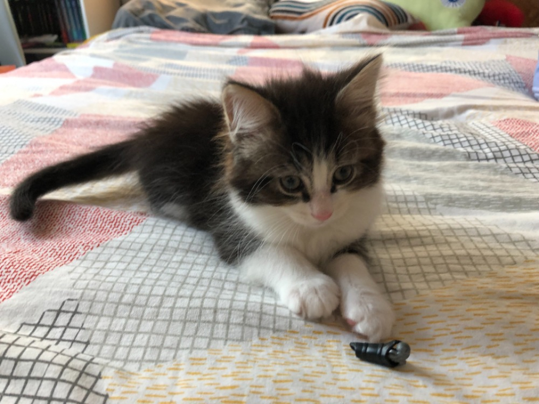 Photo de Chiki