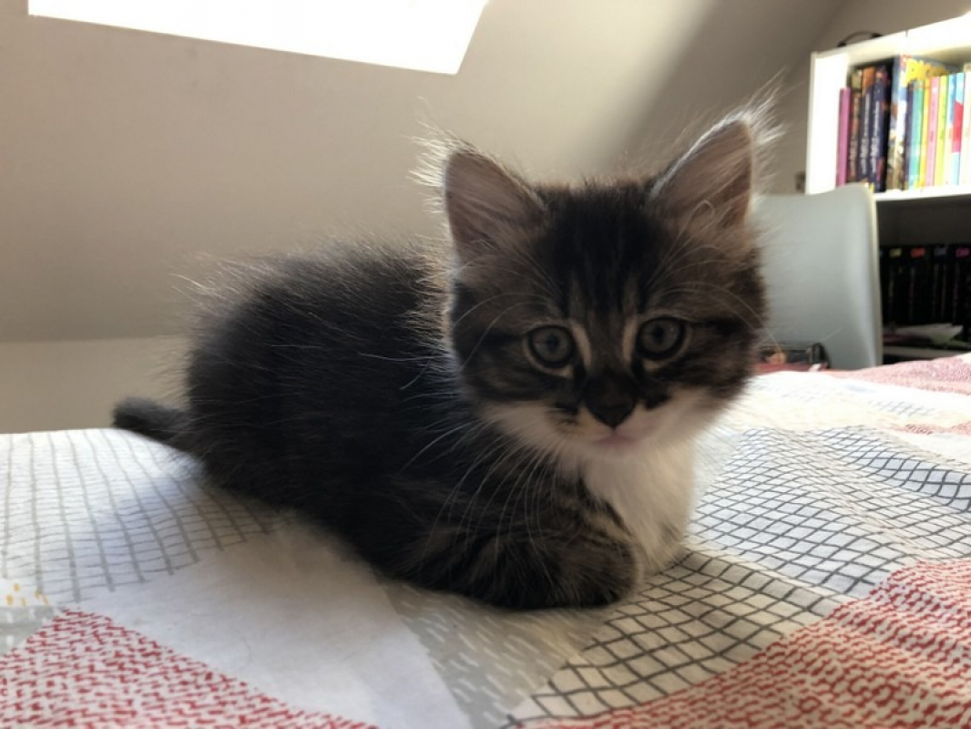 Photo de Ginger