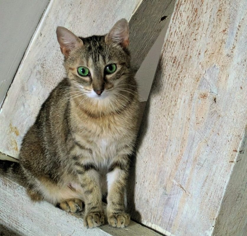 Sindel - Chat Européen à adopter
