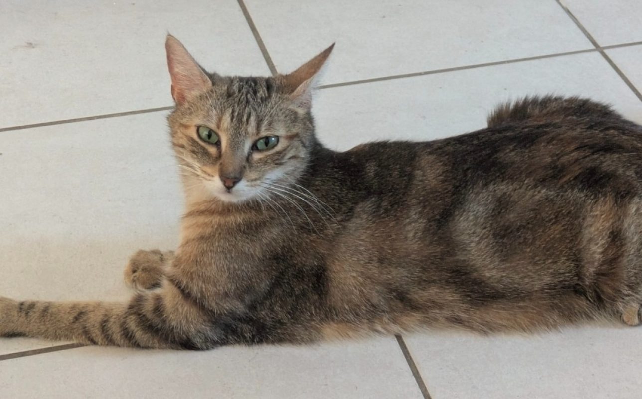 Sindel - Chat Européen à adopter - photo 2