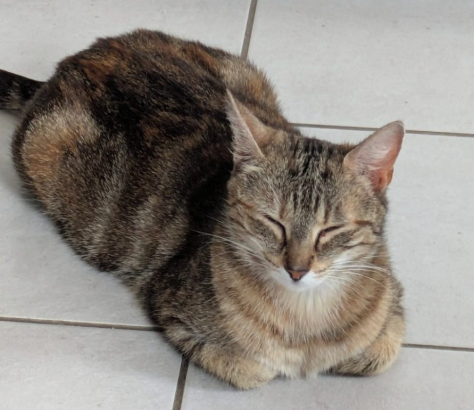 Sindel - Chat Européen à adopter - photo 3