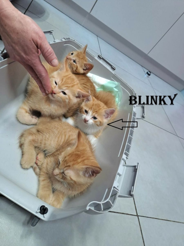 Photo #4 de BLINKY