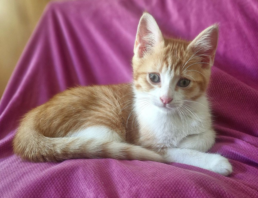 Photo #1 de BLINKY