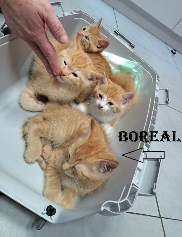 Photo #2 de Boréal