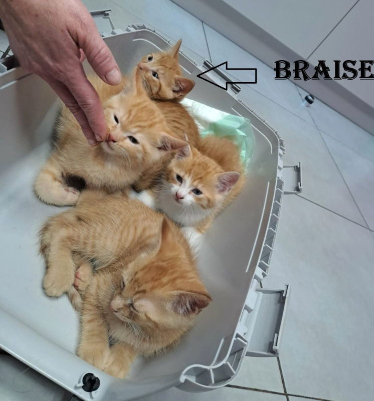 Photo #3 de Braise
