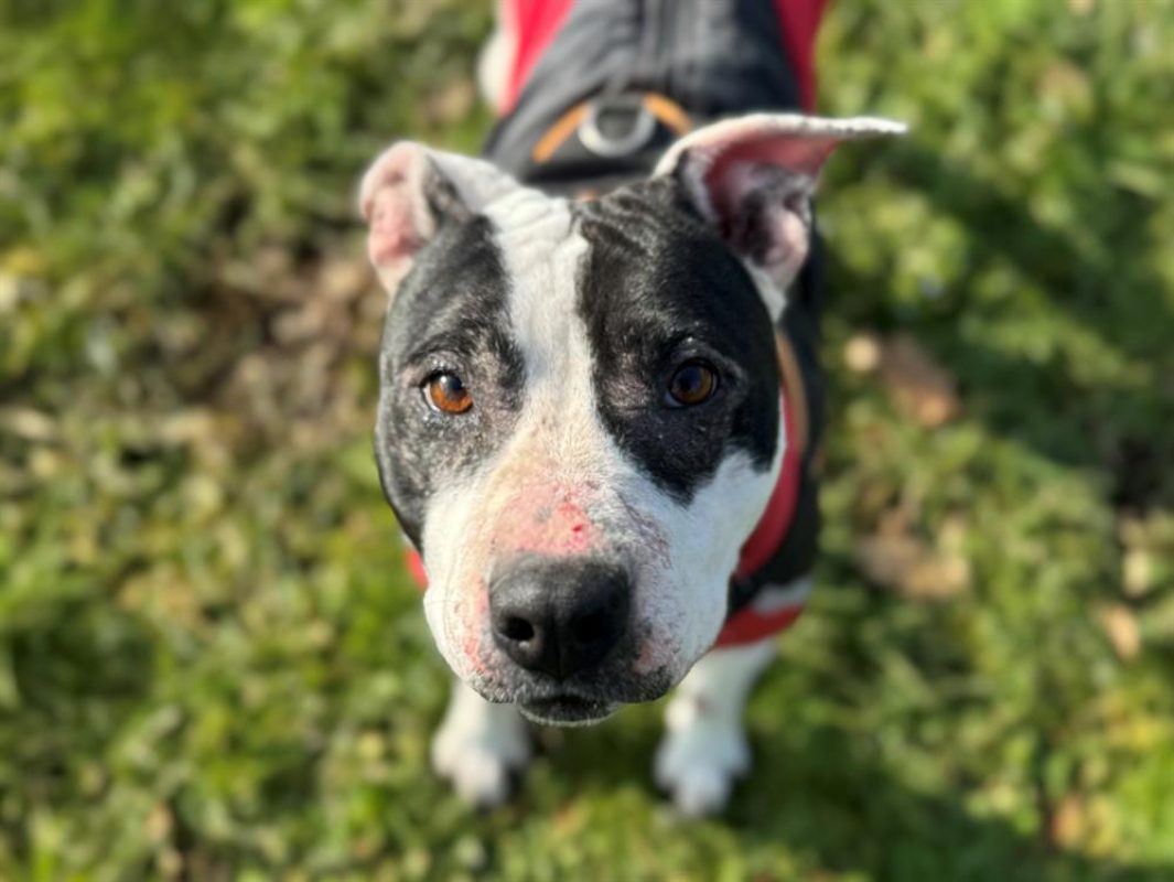 Beauty - Chien à adopter