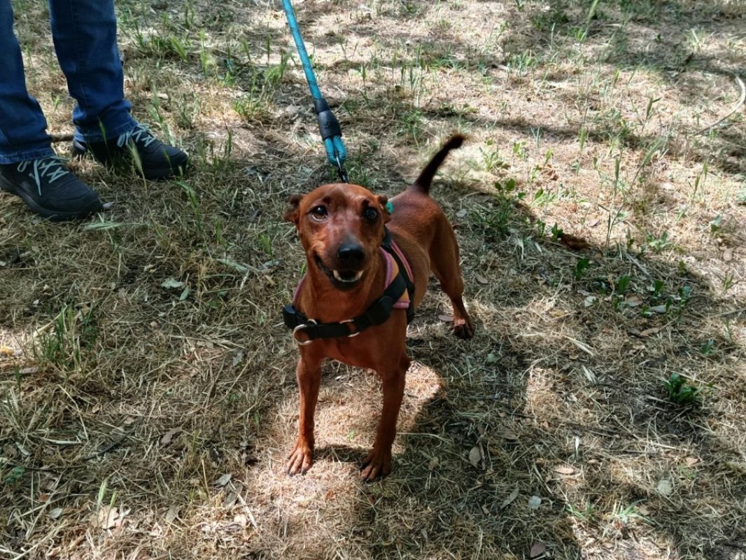 Sunset - Chien Pinscher Nain à adopter