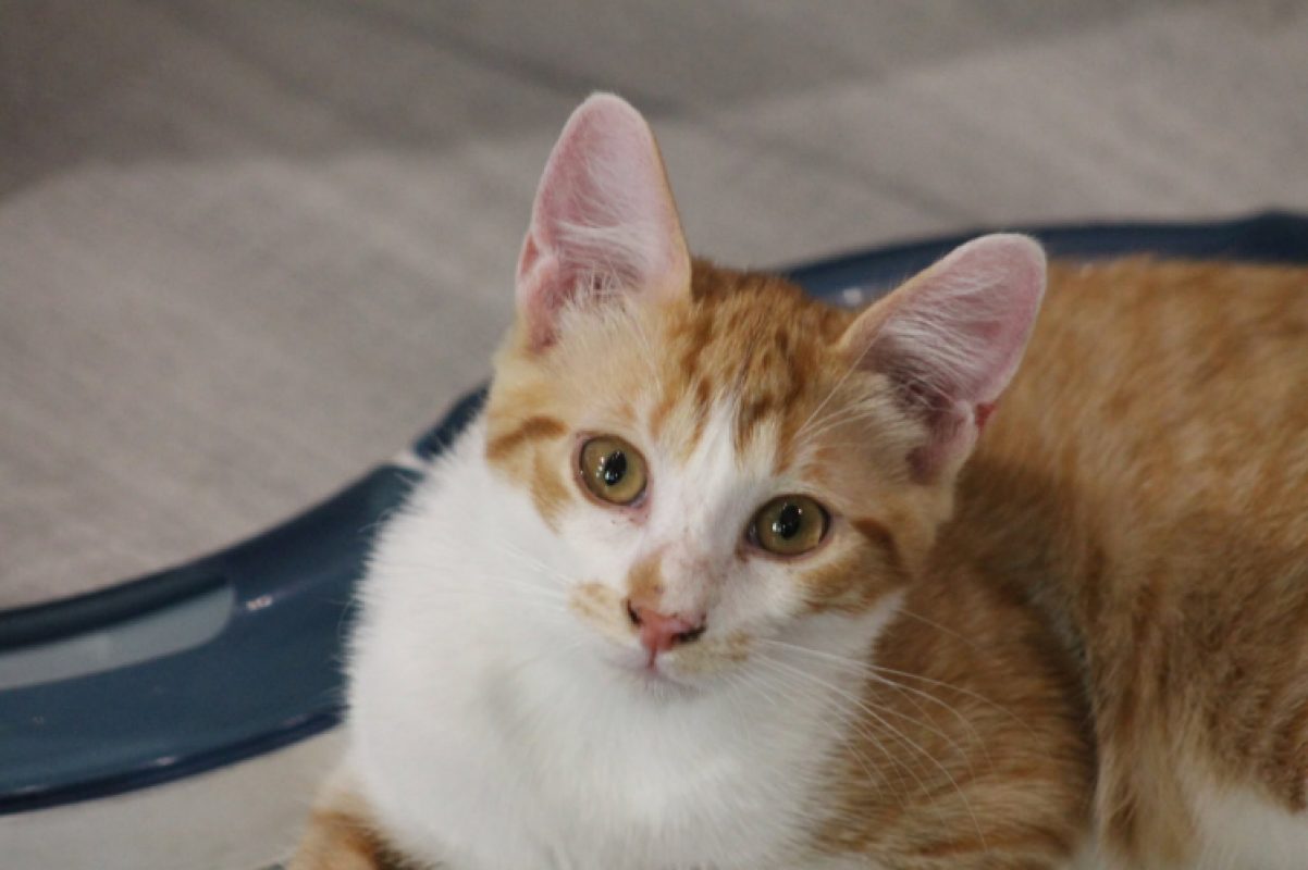 Bartsie - Chat Européen à adopter