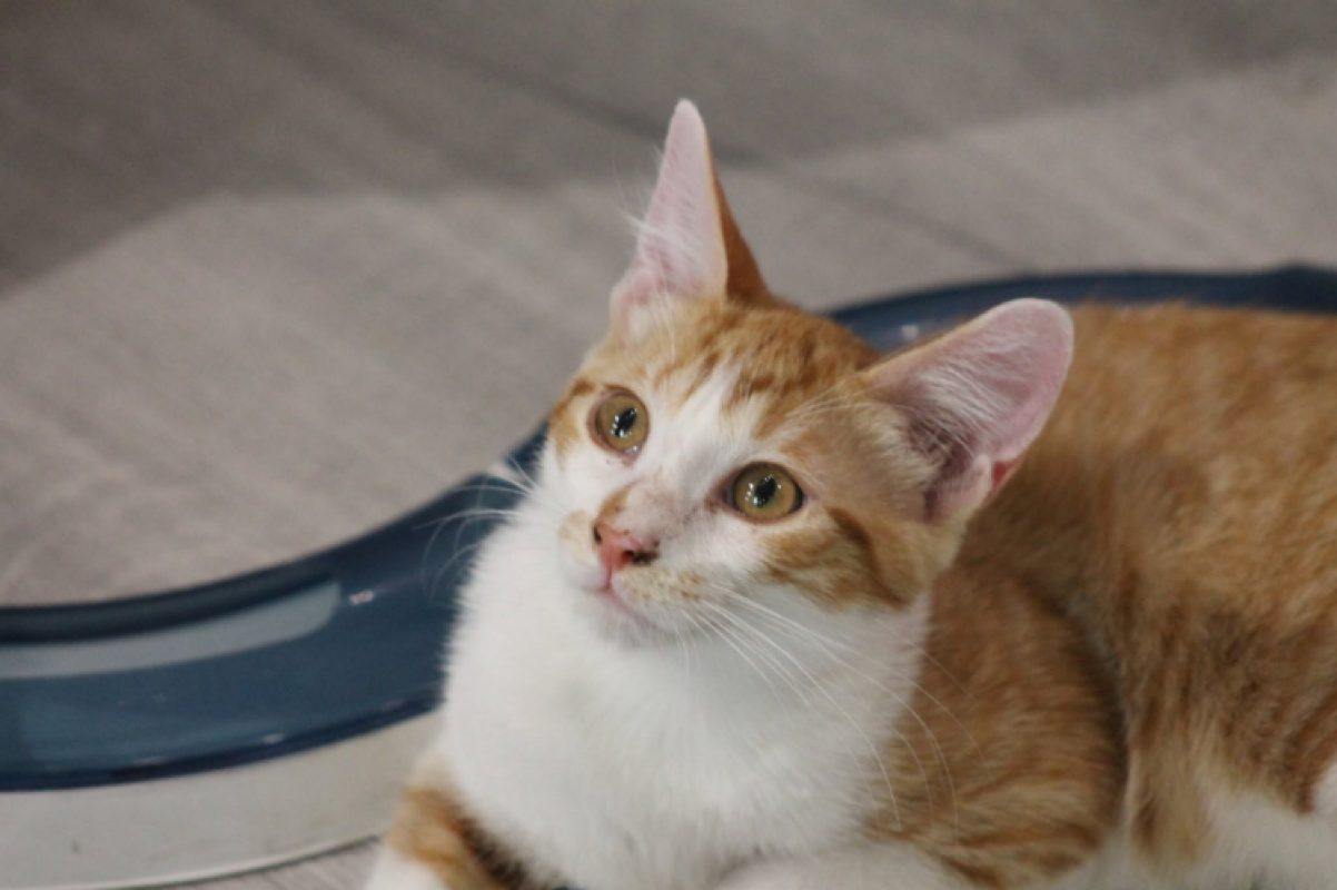 Bartsie - Chat Européen à adopter - photo 2