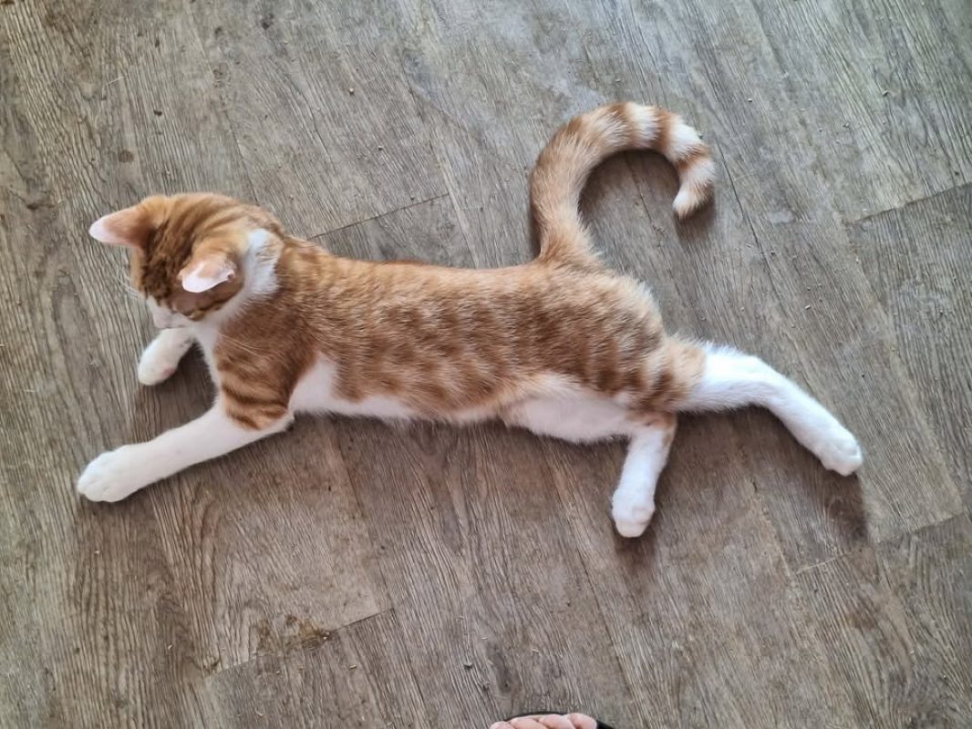 Bartsie - Chat Européen à adopter - photo 4