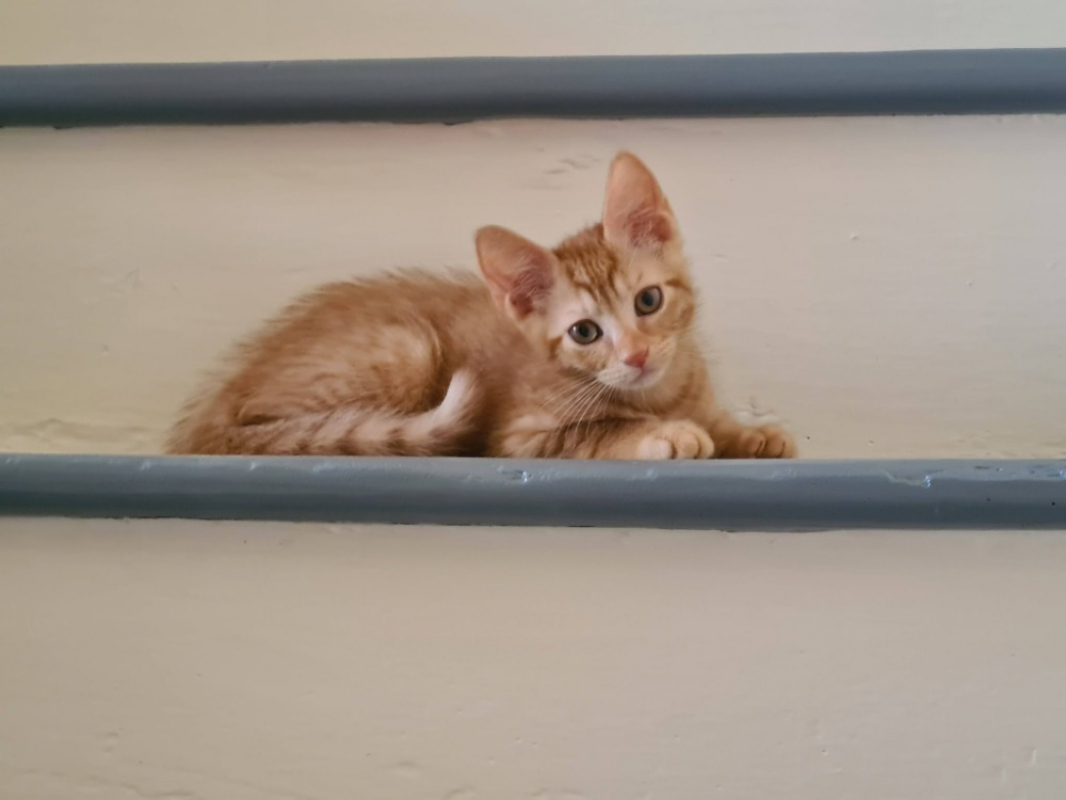 Photo #2 de Bambou