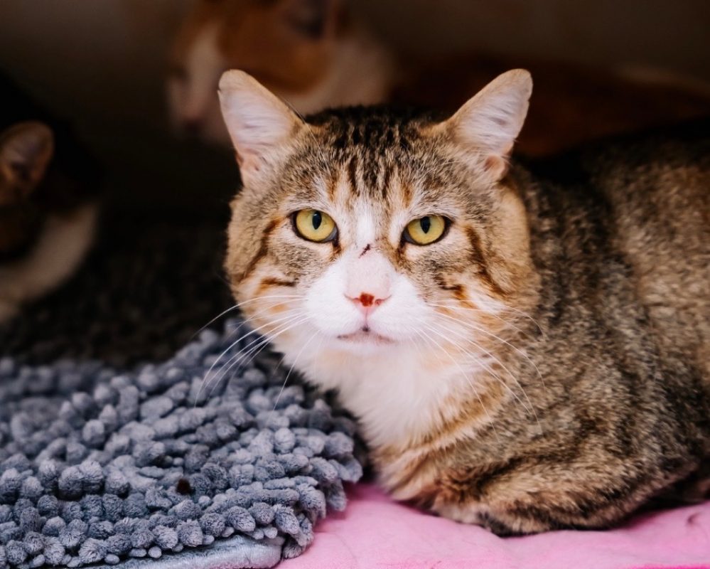 Bibouille - Chat Européen à adopter