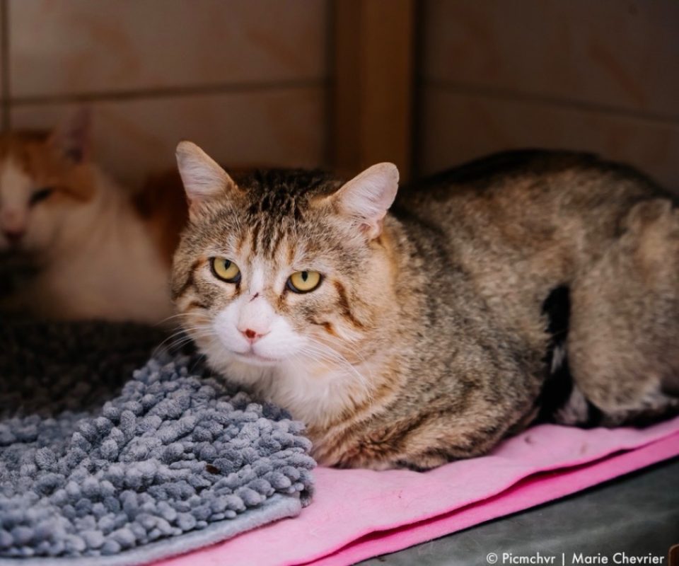Bibouille - Chat Européen à adopter - photo 2